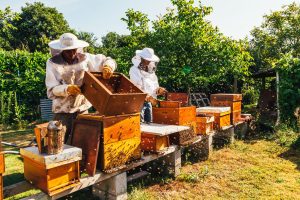 Bees and Our Food Supply