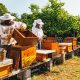 Bees and Our Food Supply