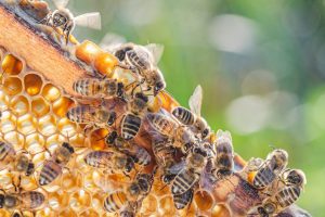 If Bees Can Do Math, So Can You!