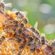 If Bees Can Do Math, So Can You!