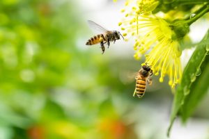 The Sweet Health Benefits of Honey