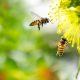 The Sweet Health Benefits of Honey