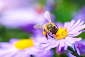 bee gathers the flower. Under rays of sun