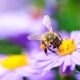 The Secret Success Behind Honey Bees: A Deep Dive