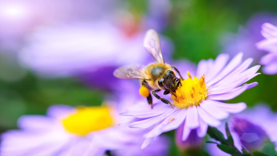 bee gathers the flower. Under rays of sun