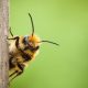 Exploring the Components of Honey: Flavonoids, Organic Acids, and Phenolic Acids