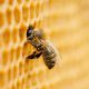 The Digestive Benefits of Honey: A Look at Nature’s Sweet Remedy