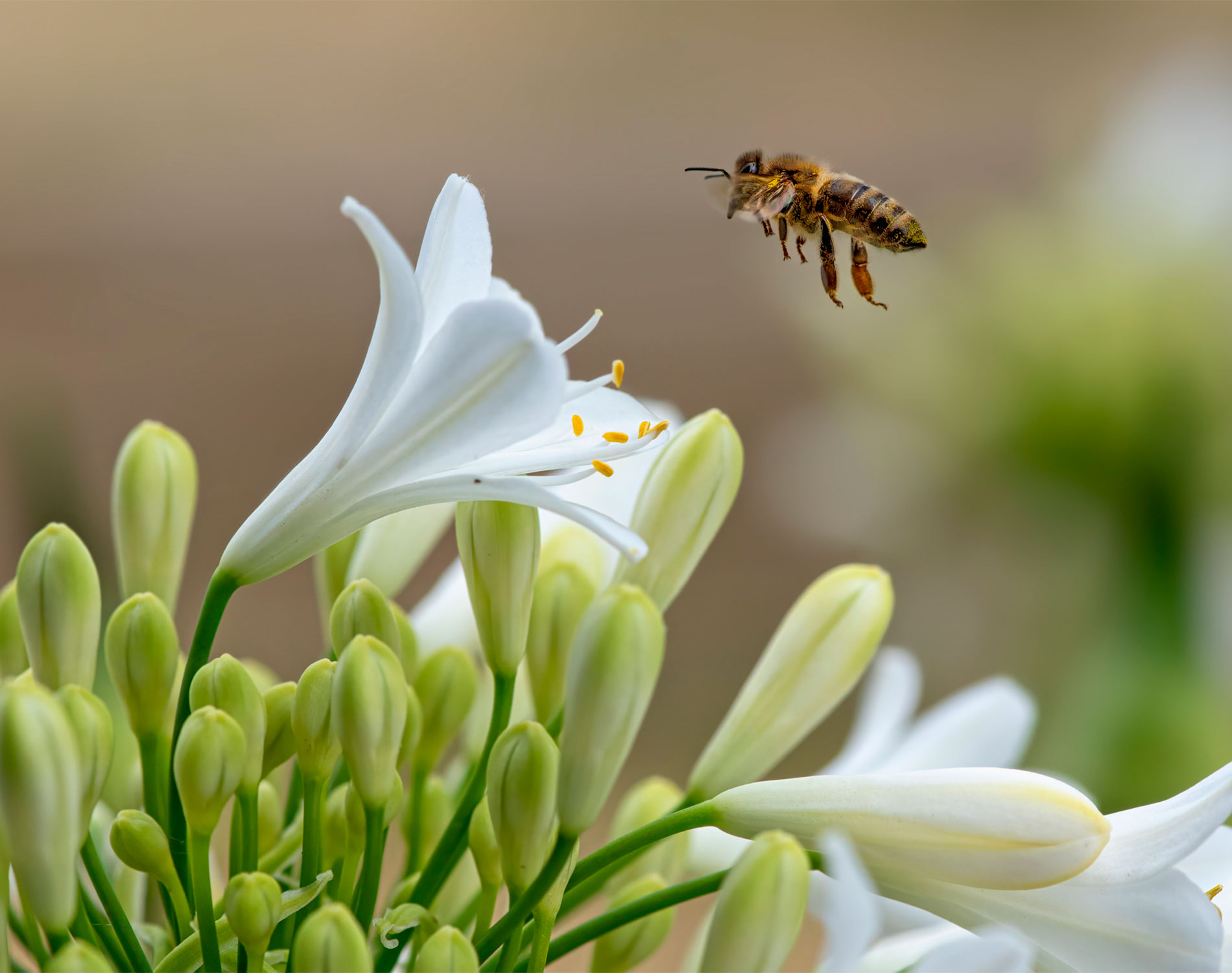 Bee Flying Into Flower